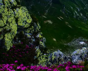 гори